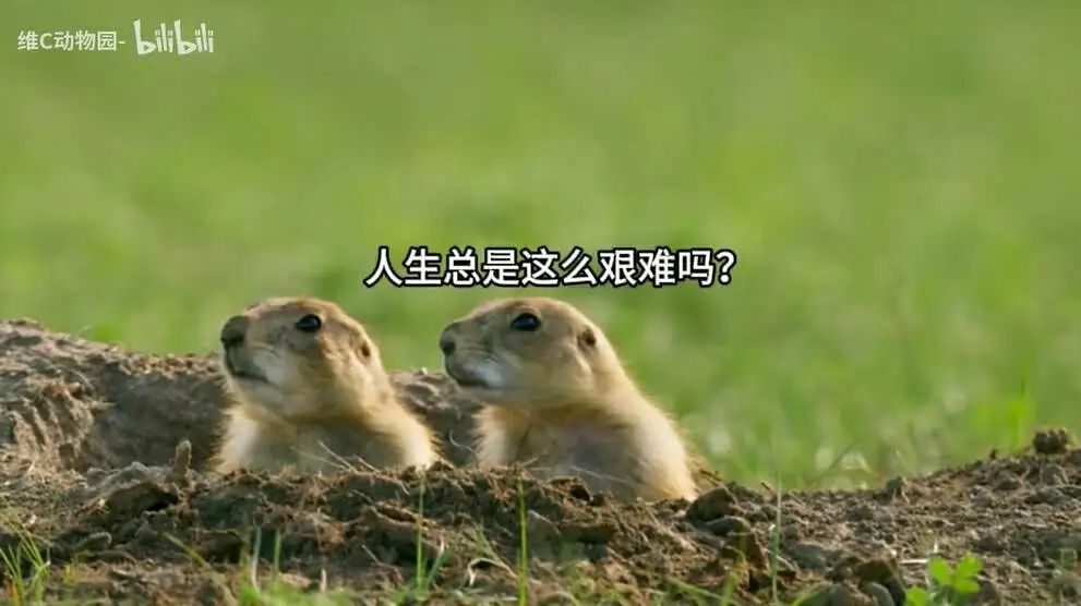 24小时自动下单助手_24小时自动下单平台主站搭建_dy24小时下单平台