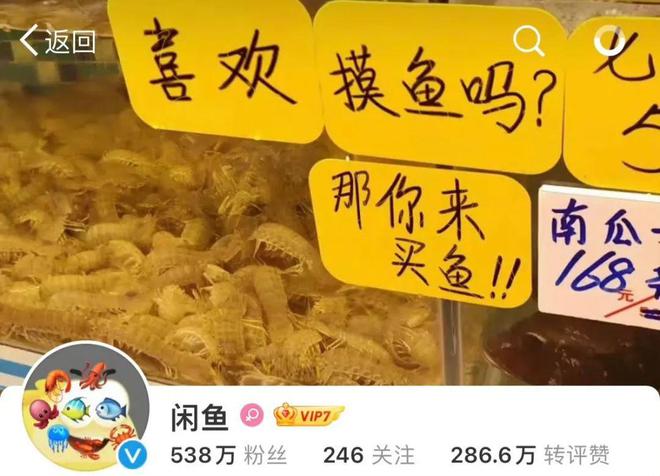 闲鱼怎么粉丝多_闲鱼的粉丝上千上万怎么来_闲鱼粉丝有用吗